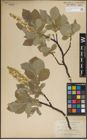 Foto von Salix lanata L.